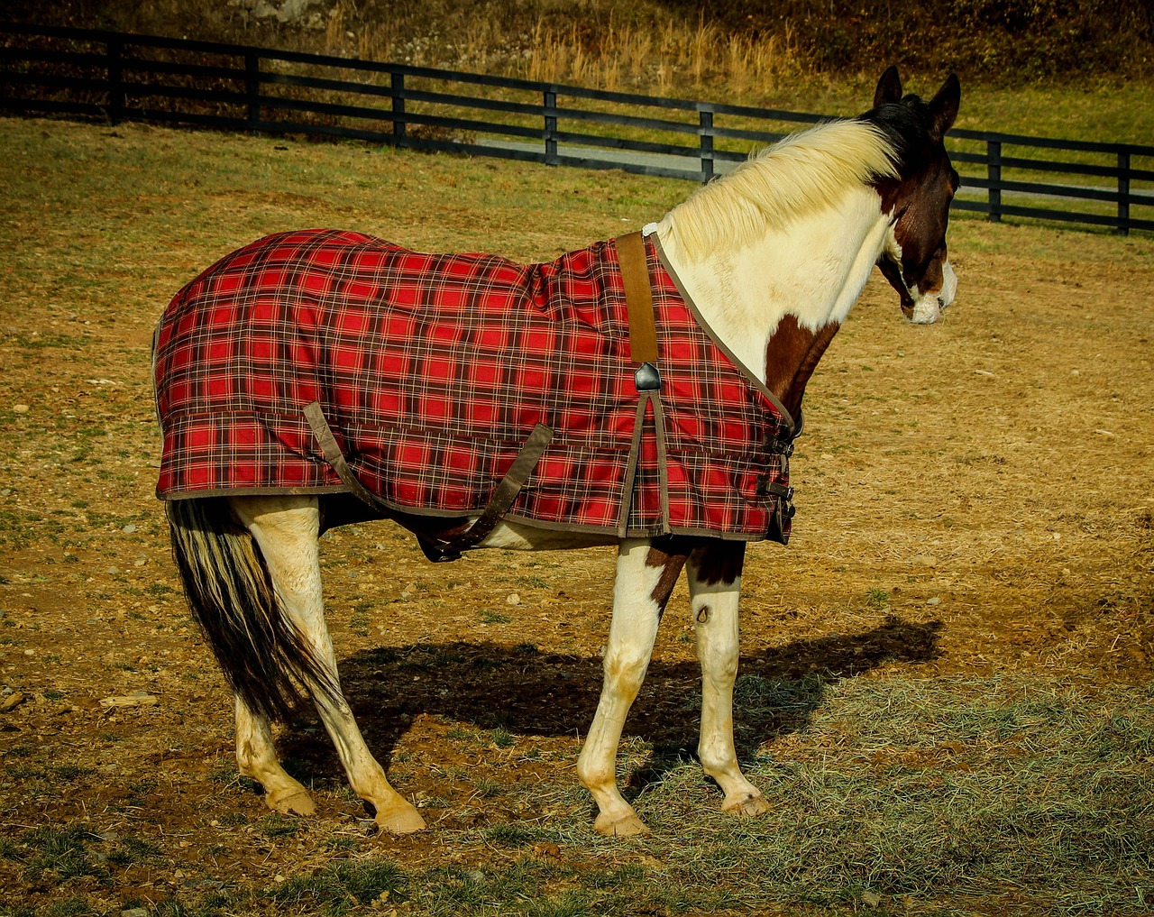 A Blanket “Capsule Wardrobe” For Your Horse